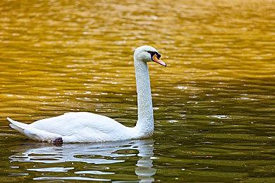 经典复古画面风格 《幽暗森林》实机演示视频欣赏